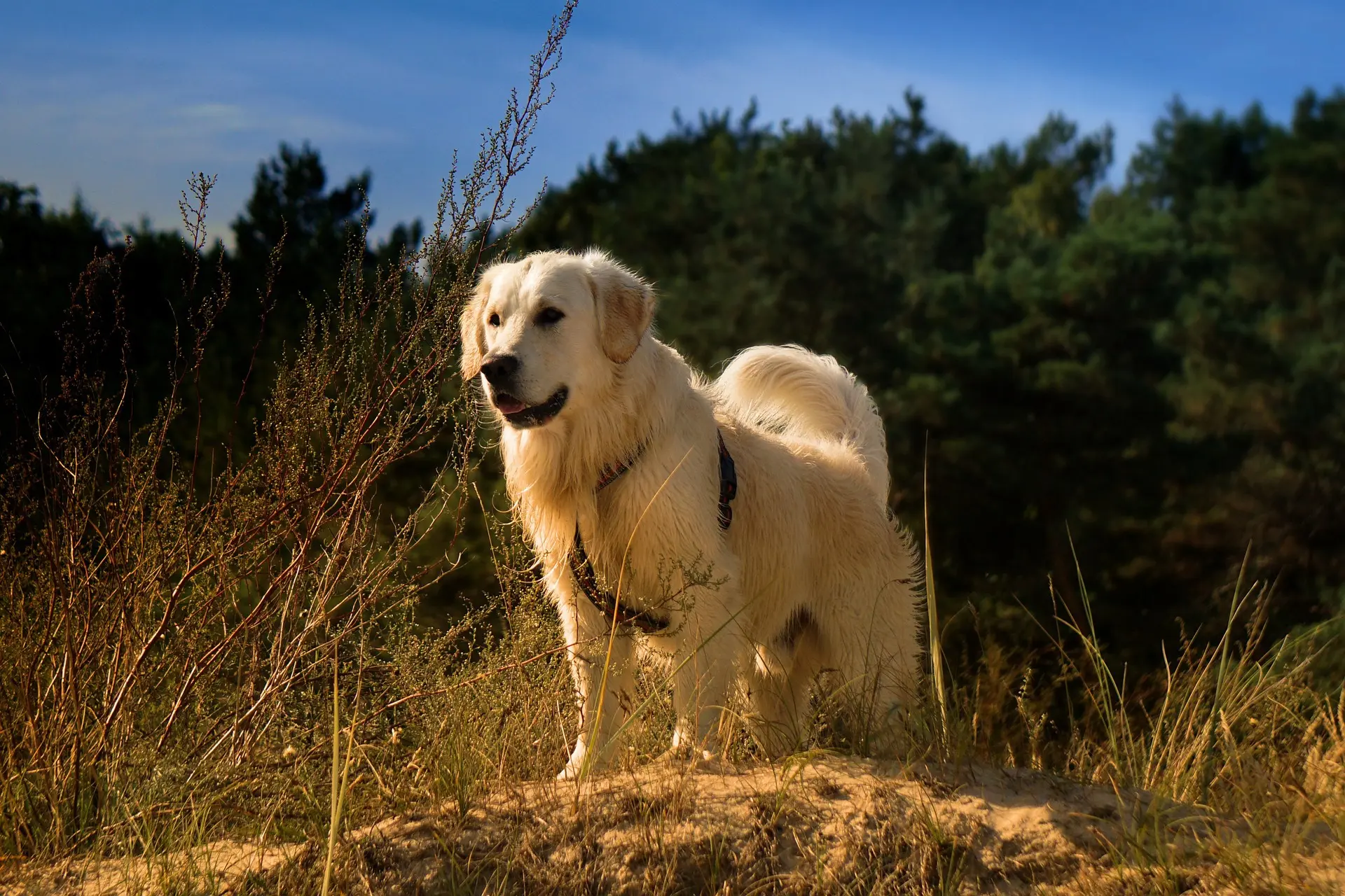 Is Your Dog Slipping Out of Their Harness